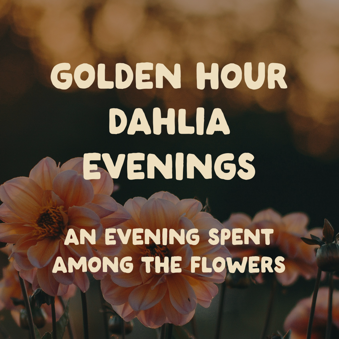 September 25, 2026 Golden Hour  Dahlia Evenings