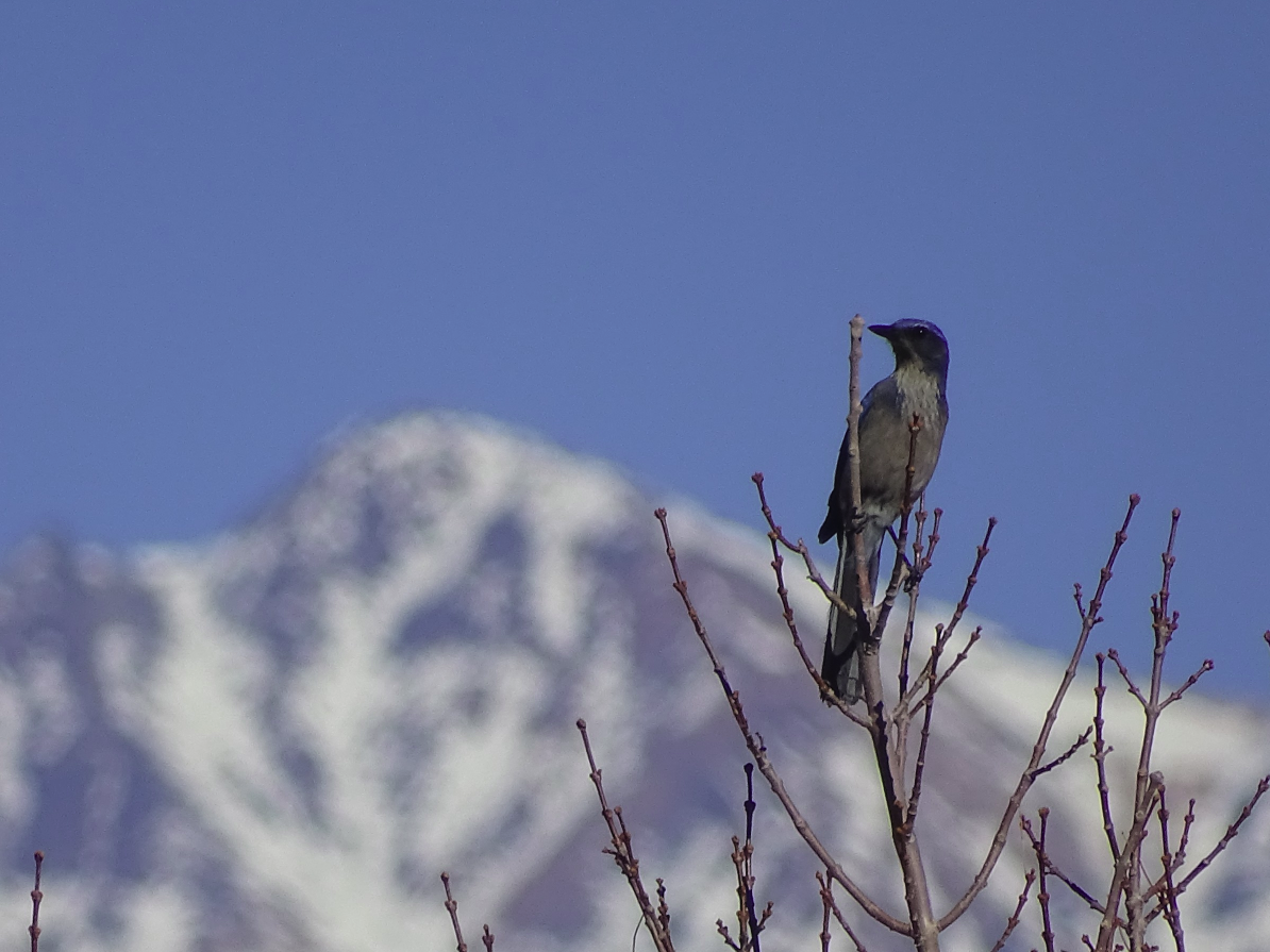 December Bird Count at Blue Heron Farm