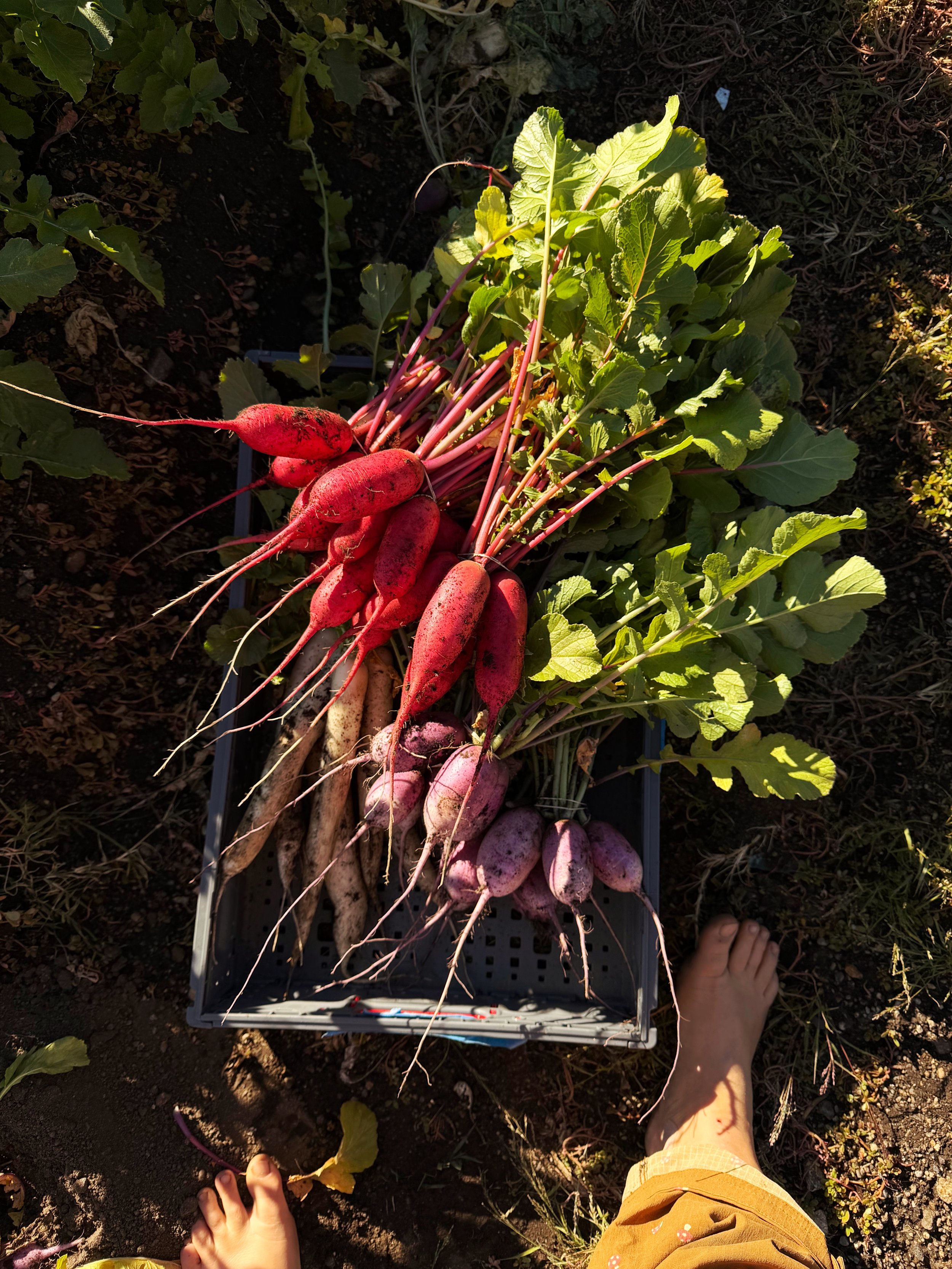 The Blue Heron Project | Discover & Harvest Freshness Today
