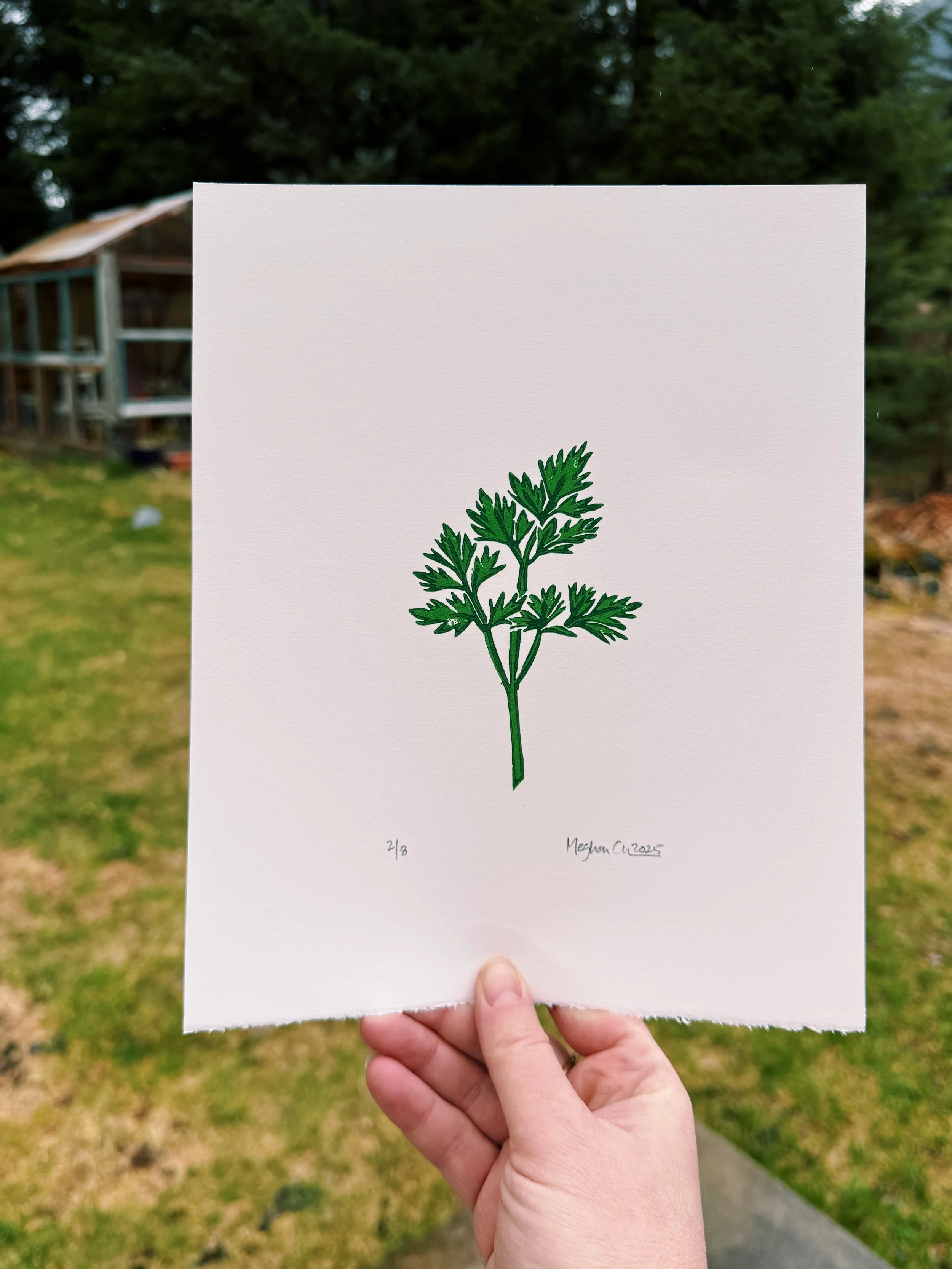 parsley.JPG