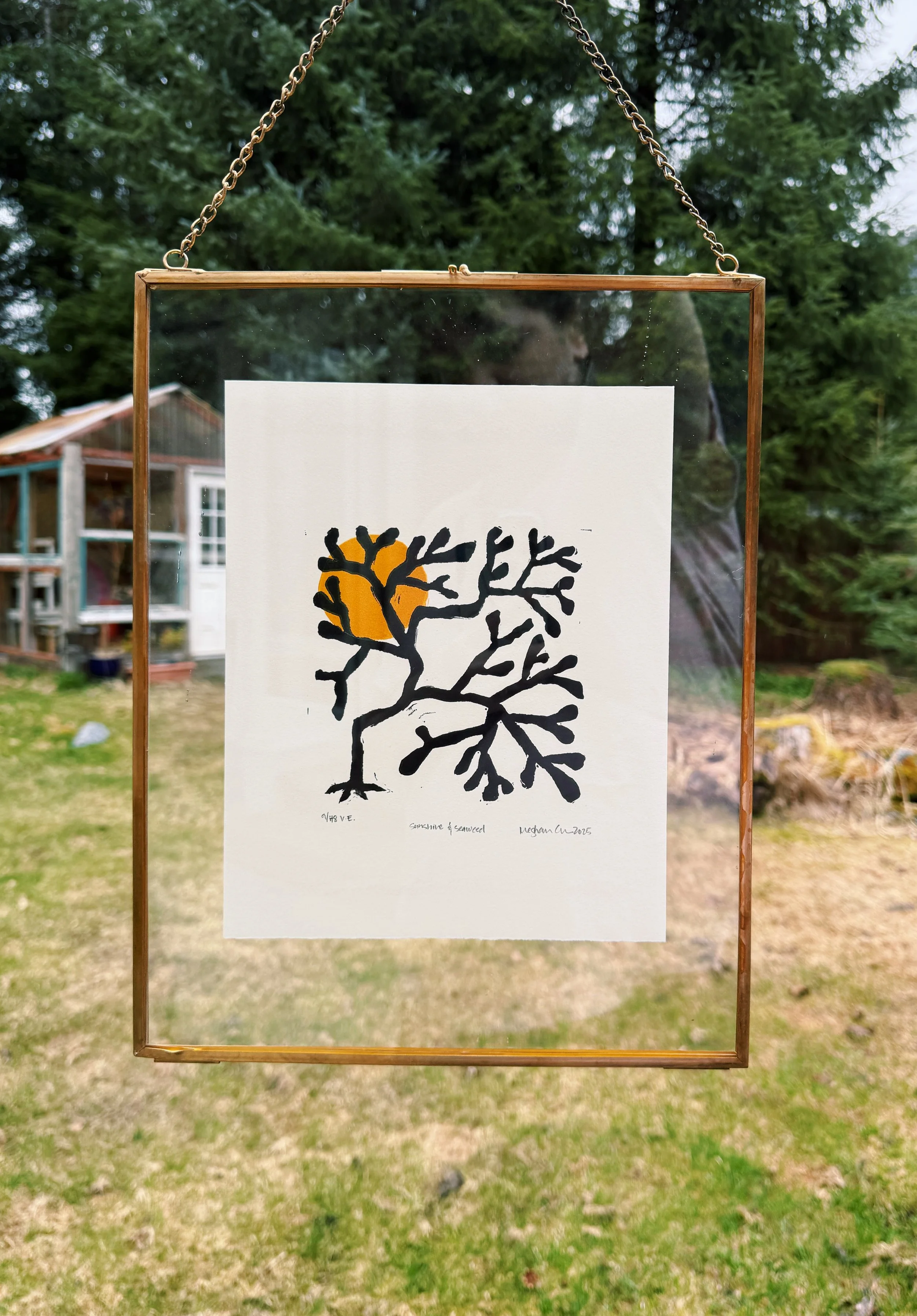 Sea Fan_framed.JPG