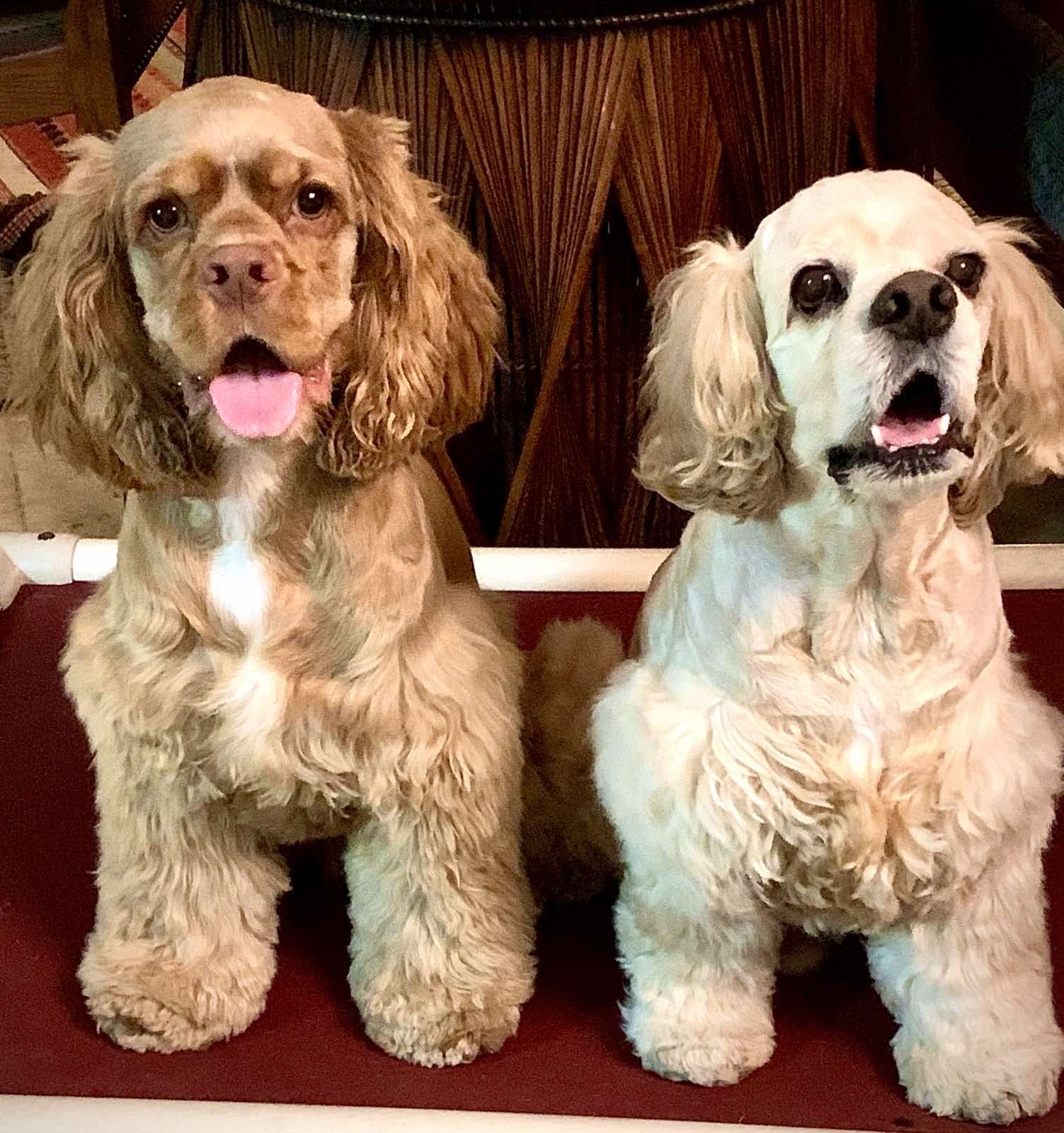 Simba &amp; Murphy, Cocker Spaniel [Maricelle]