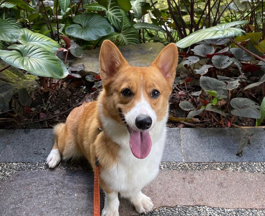 Lizzie, Corgi [Dimples]