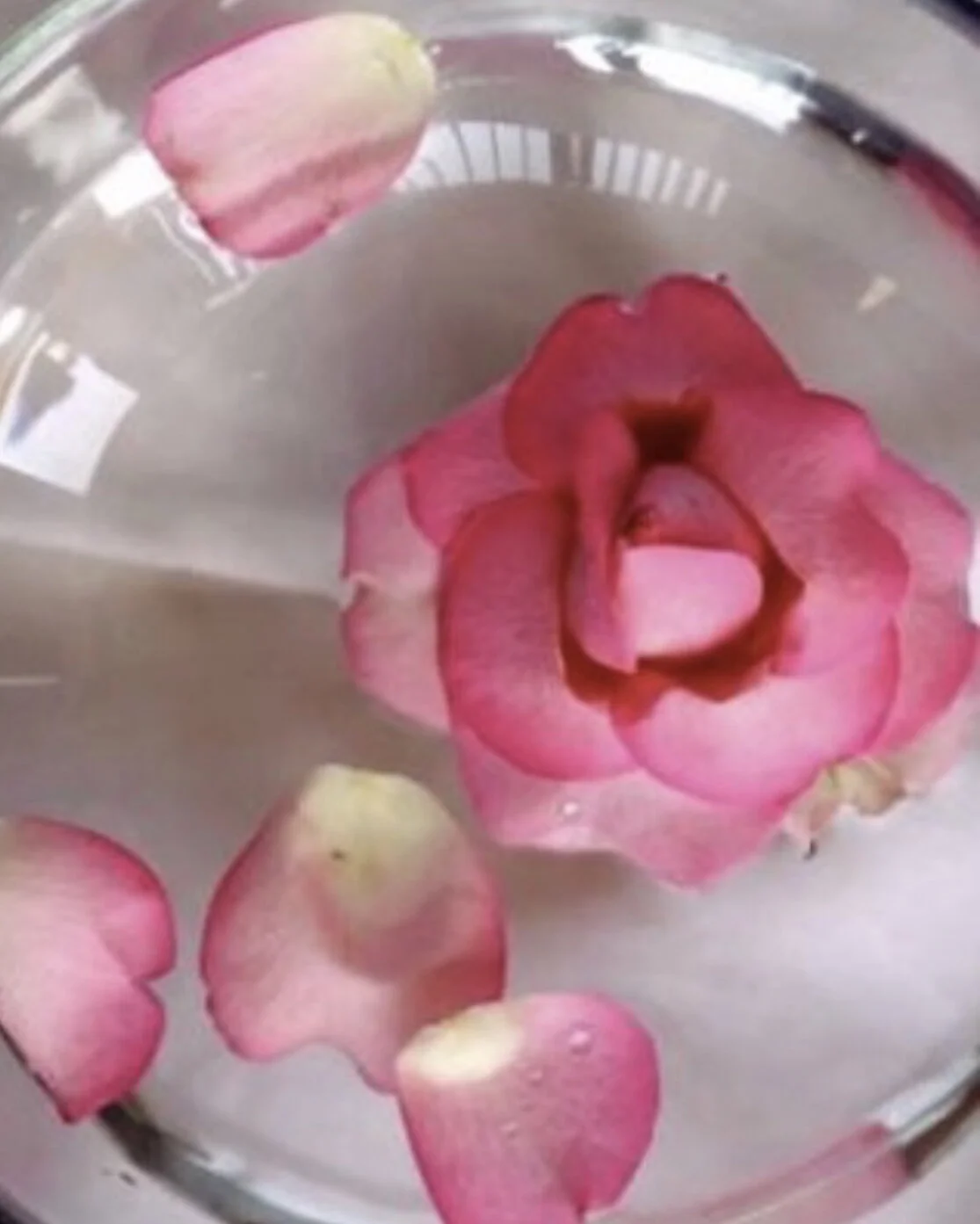 roses-in-bowl.jpeg