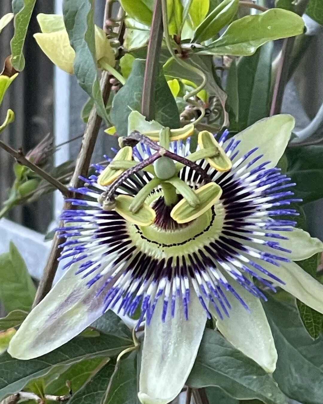 Yay, first year of passionfruit 
Plant therapy 🪴