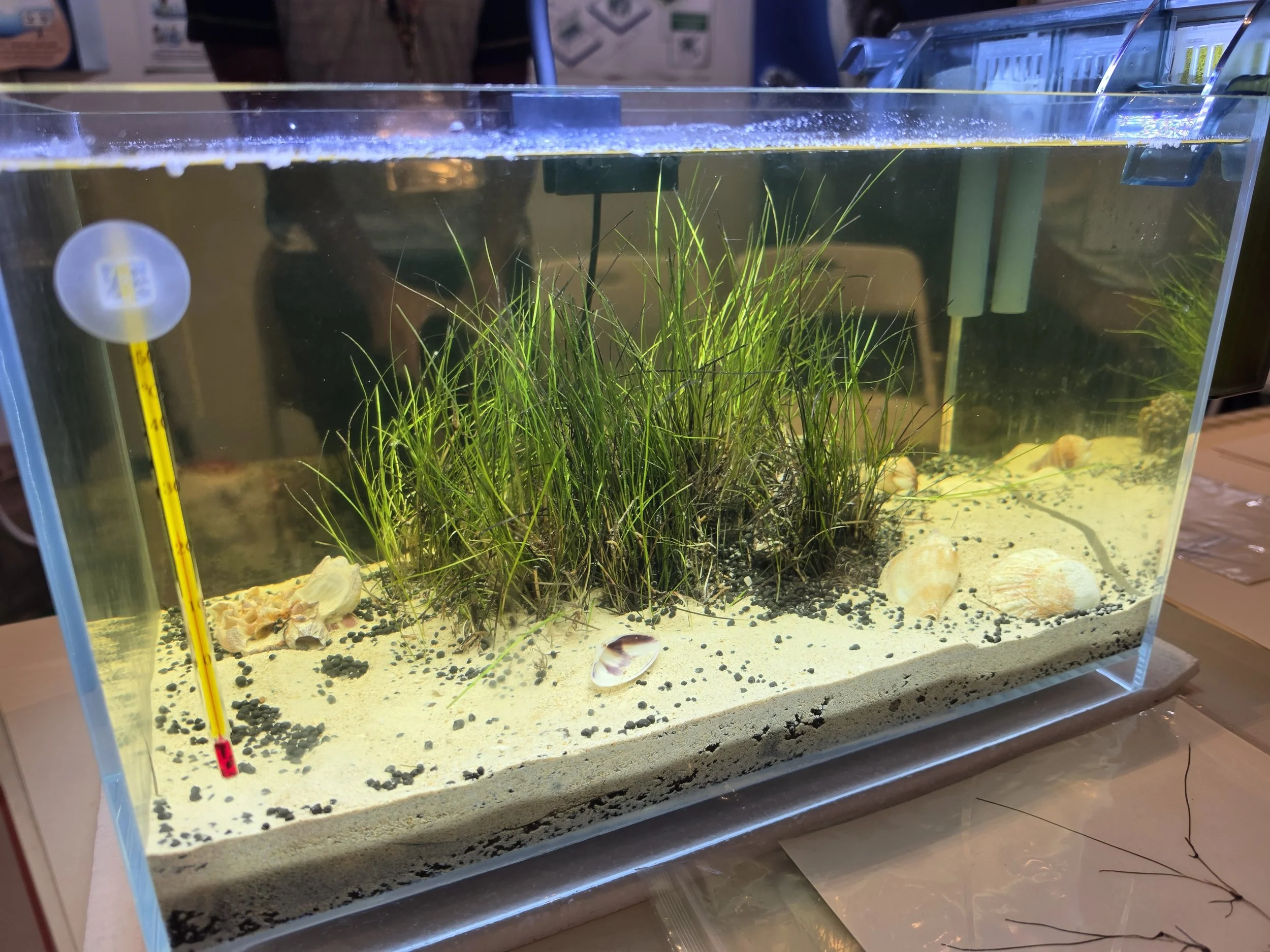 Seagrass