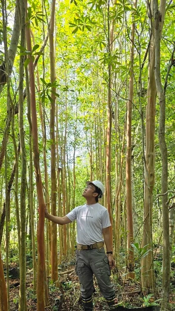 Tree Rescue Mission: Emergency Conservation Action to Safeguard Rare and Threatened Trees in Peninsular Malaysia