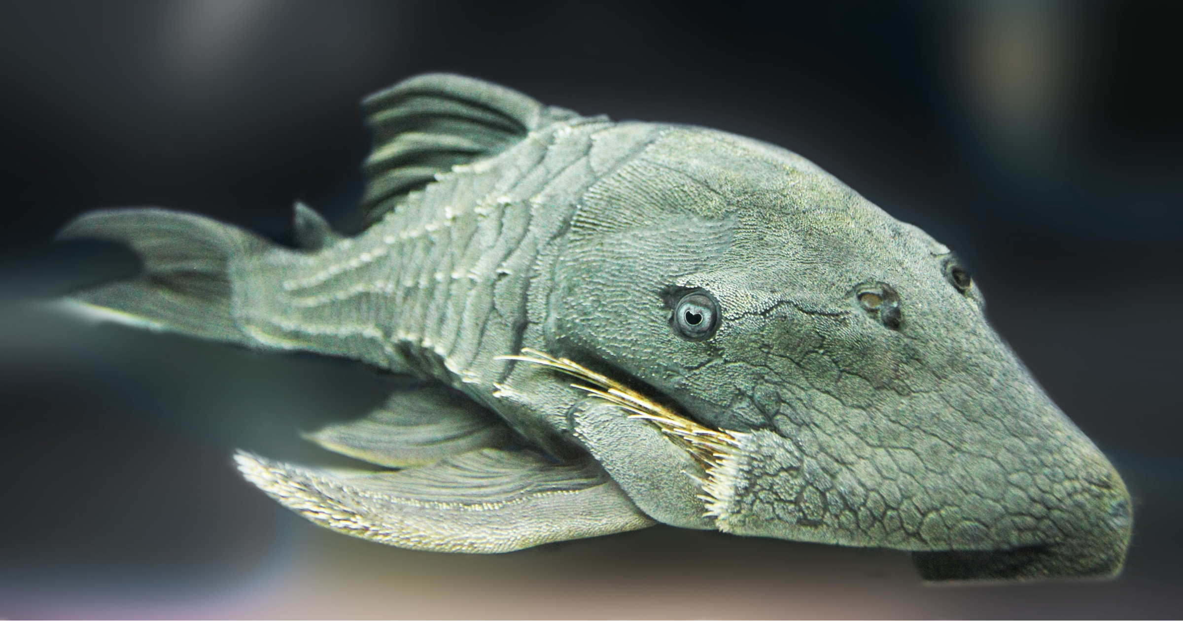 Turning Invasive Pleco into Biochar: A Sustainable Solution for River Restoration