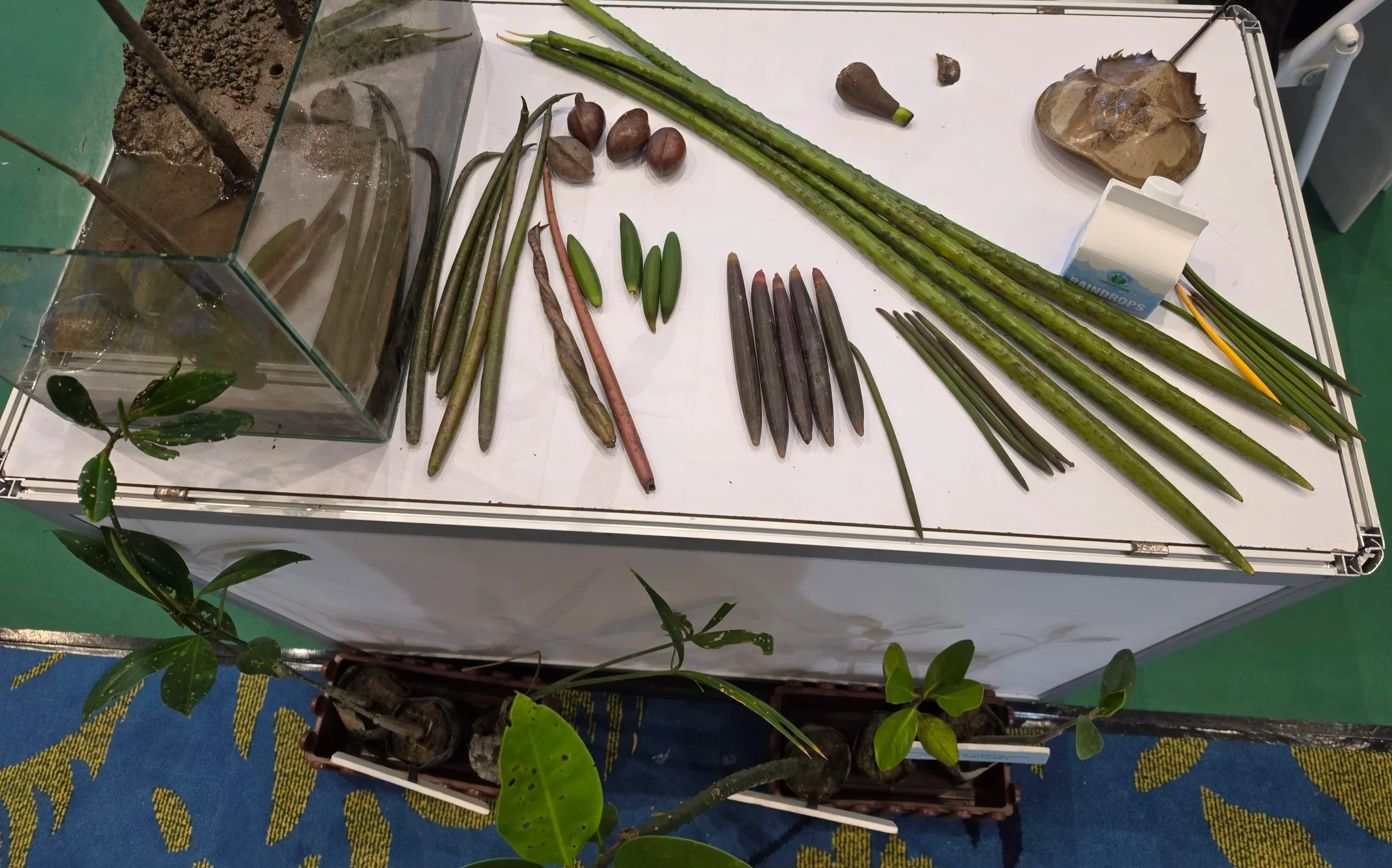 Mangrove ecosystems featured