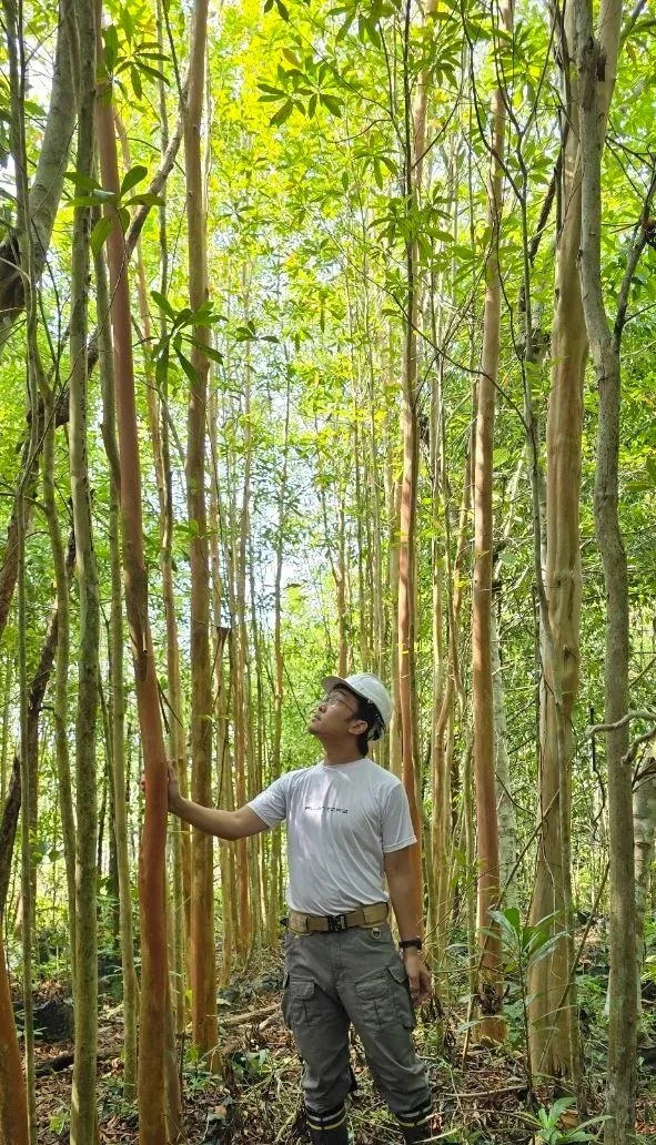 Tree Rescue Mission by Planters