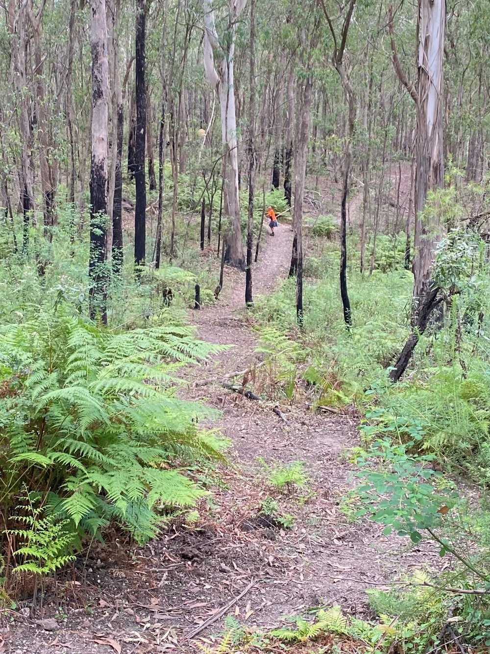 Wingello Forest Trails — Highlands Trails