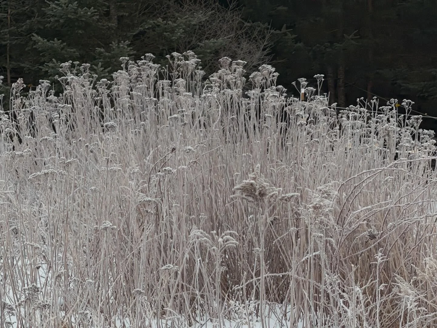 This frost covered morning was stunning &mdash; every surface dusted and sparkling, the world hushed and newly awake. 
The world keeps turning, asking us to decide how we&rsquo;ll meet it.
Lead with care.
Stay connected to the people around you.
Do t