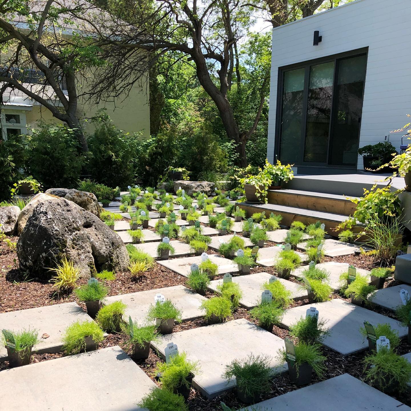 A two hundred piece moss garden about to add a whole new dimension of green to this funky backyard we installed last year 💚 #mossgarden #zengarden #uniquedesigns #inspiringartscapes #techobloc #landscapedesign #landscapearchitecture #mossyrocks #mor