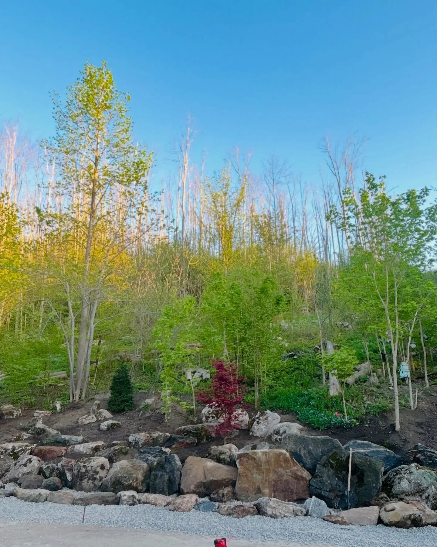 Best rock artists with a nice ensemble.  #rockartwork #naturalvibes #landscaperocks #woodsy #mossrocks