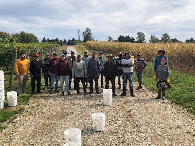 Before the Bottle: The First Morning of Harvest 2026