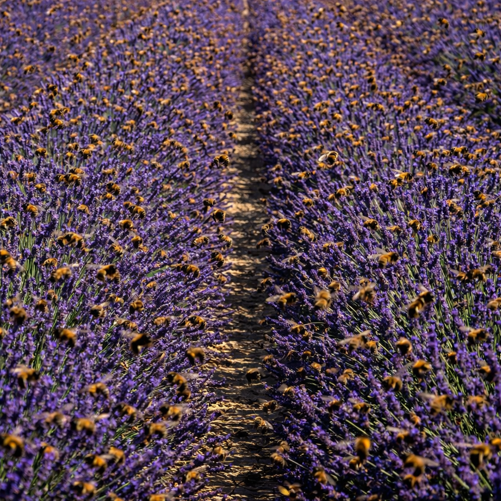 Thousands of honey bees collecting nectar from blooming lavender plants at Granite Ridge Vineyard in Michigan