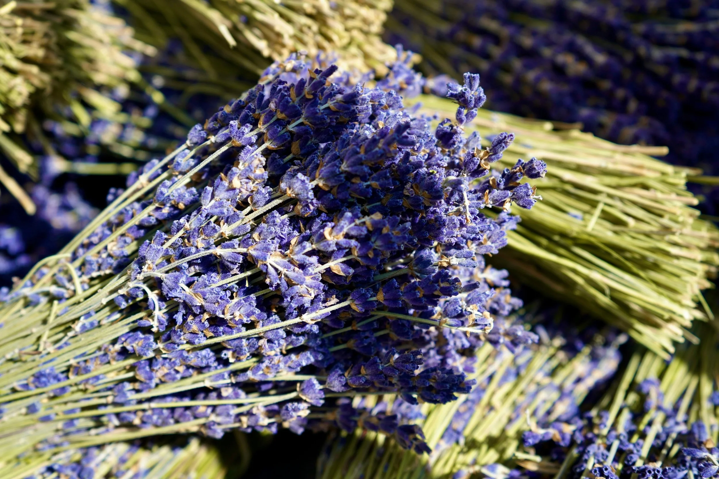 lavender bundles at Granite Ridge Vineyard during summer harvest in Michigan