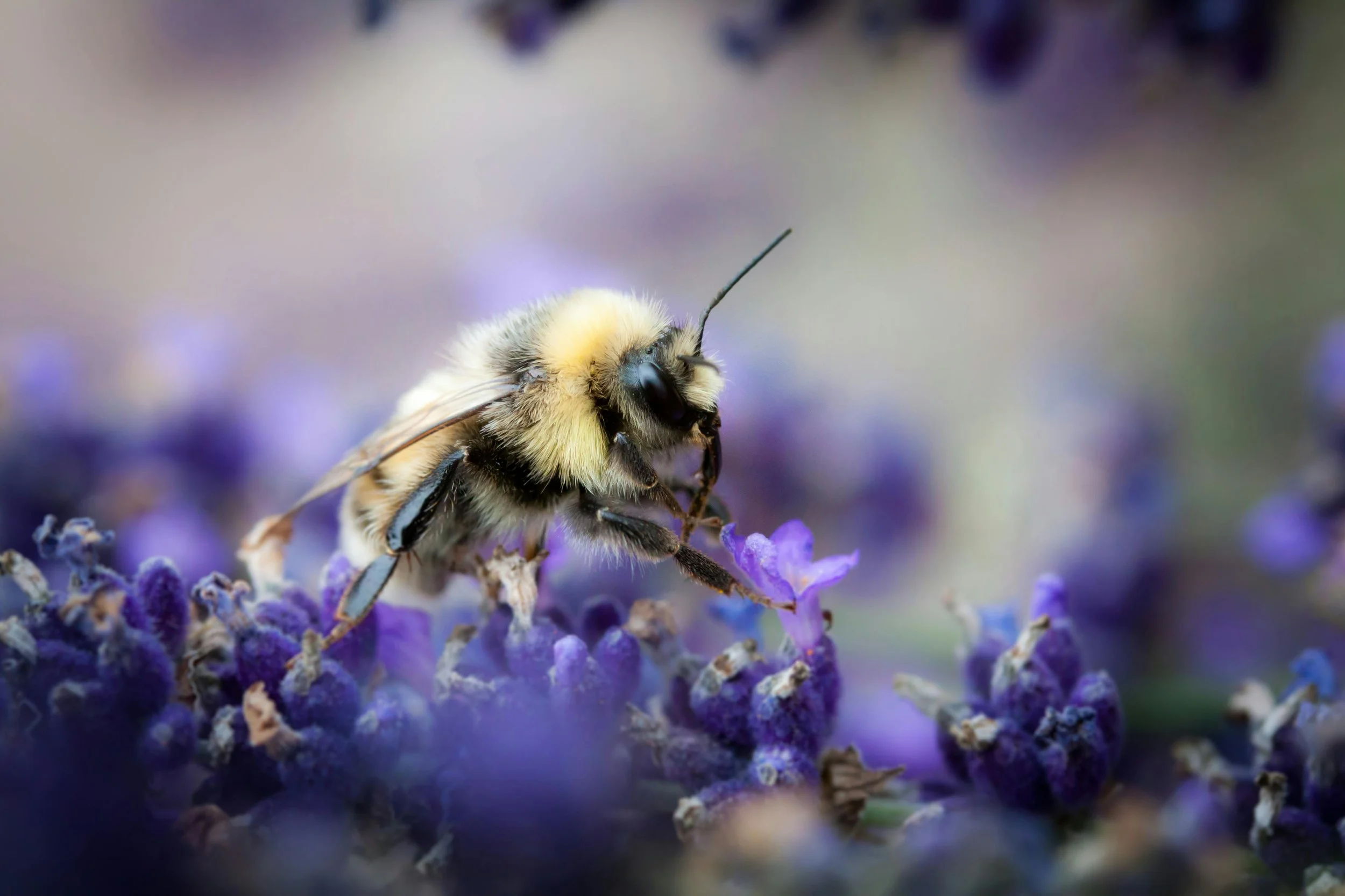 honey bee collecting nectar from blooming lavender plants at Granite Ridge Vineyard in Michigan