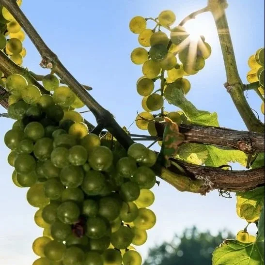 Sunlit green wine grapes hanging on the vine at Mahan Family Wines, reflecting a vineyard-first winemaking philosophy