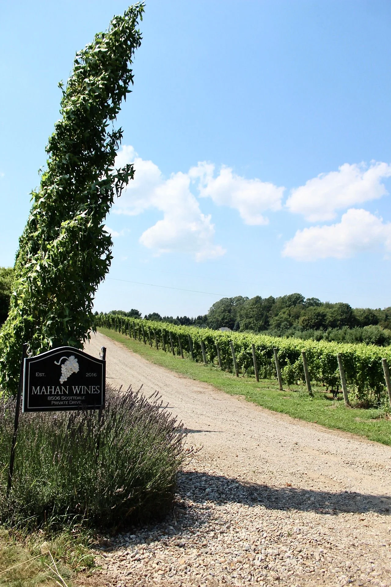 Mahan Family Wines vineyard entrance with French lavender and tree-lined drive, reflecting the family-owned winemaking philosophy and french tradition