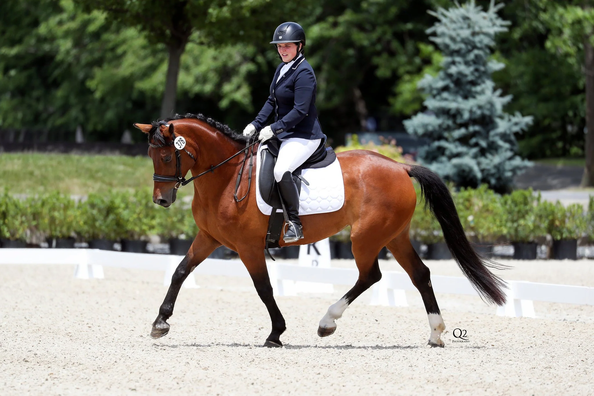 Dressage at Pine Hill Farm