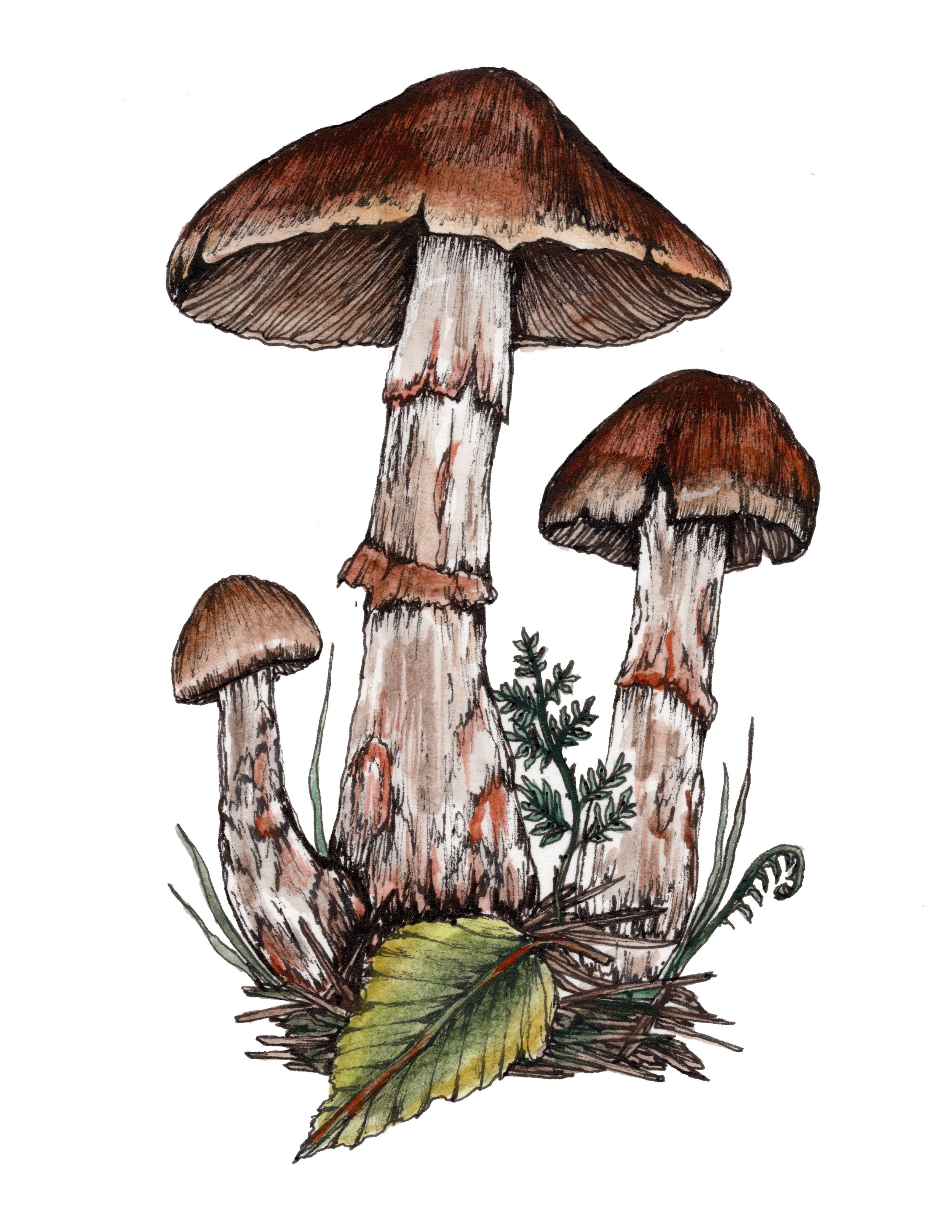 6 Mushroom 95 percent .jpg
