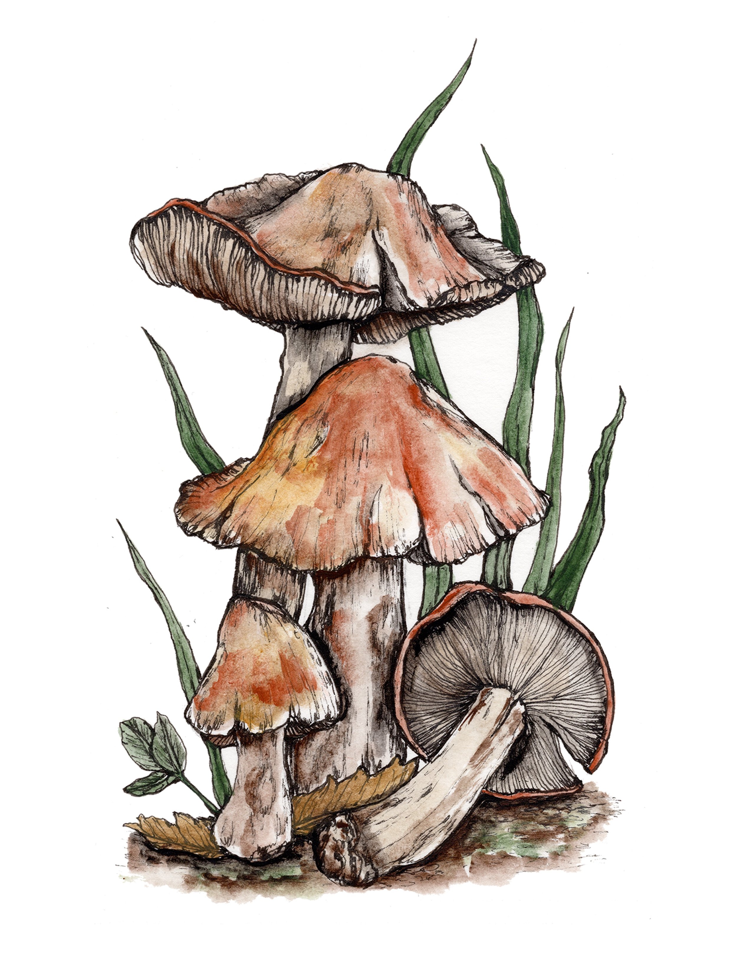2 Mushroom 95 percent .jpg