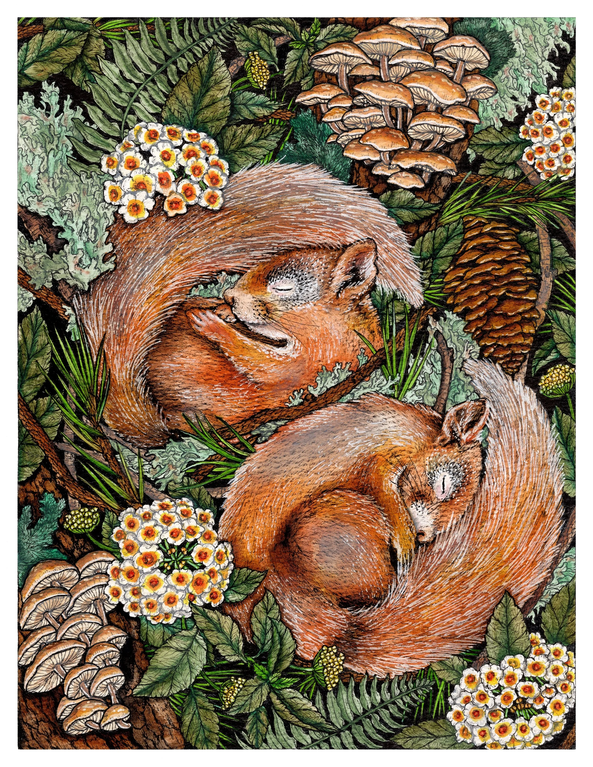 Sleeping Squirrels