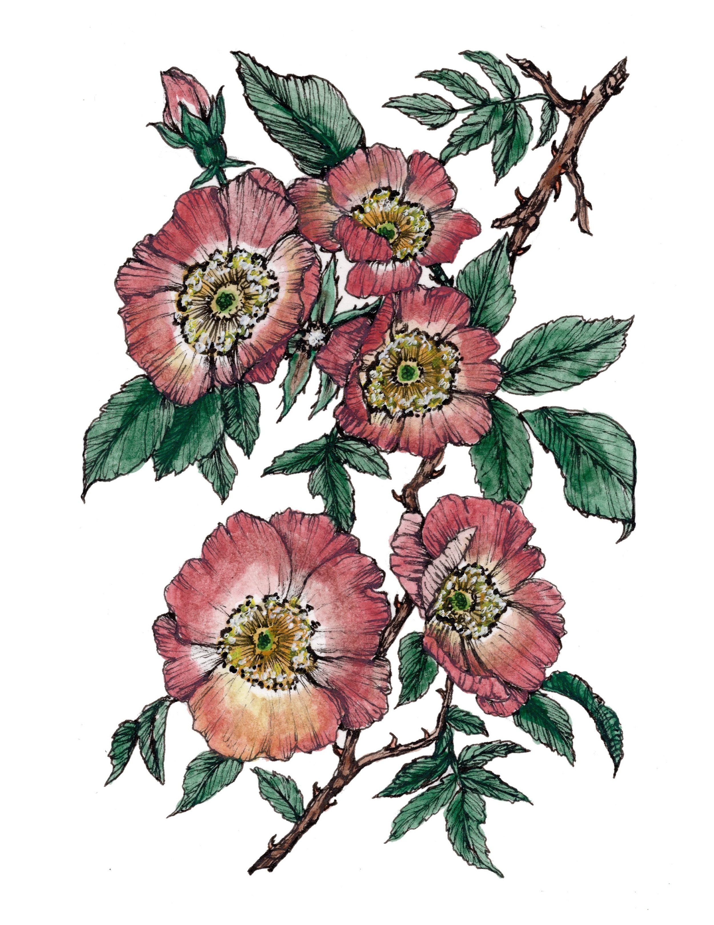 10 Flowers 95 percent .jpg