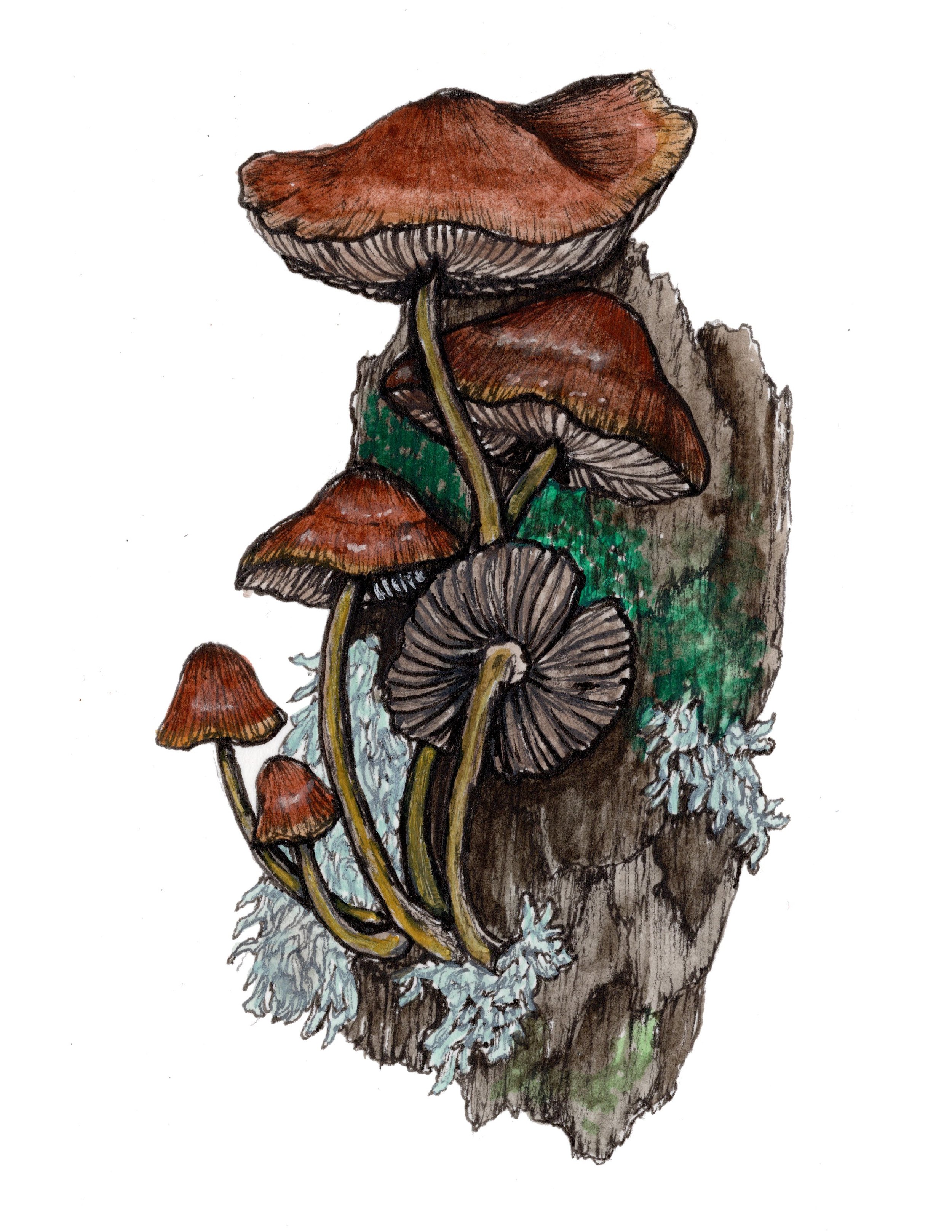8 Mushroom 95 percent .jpg