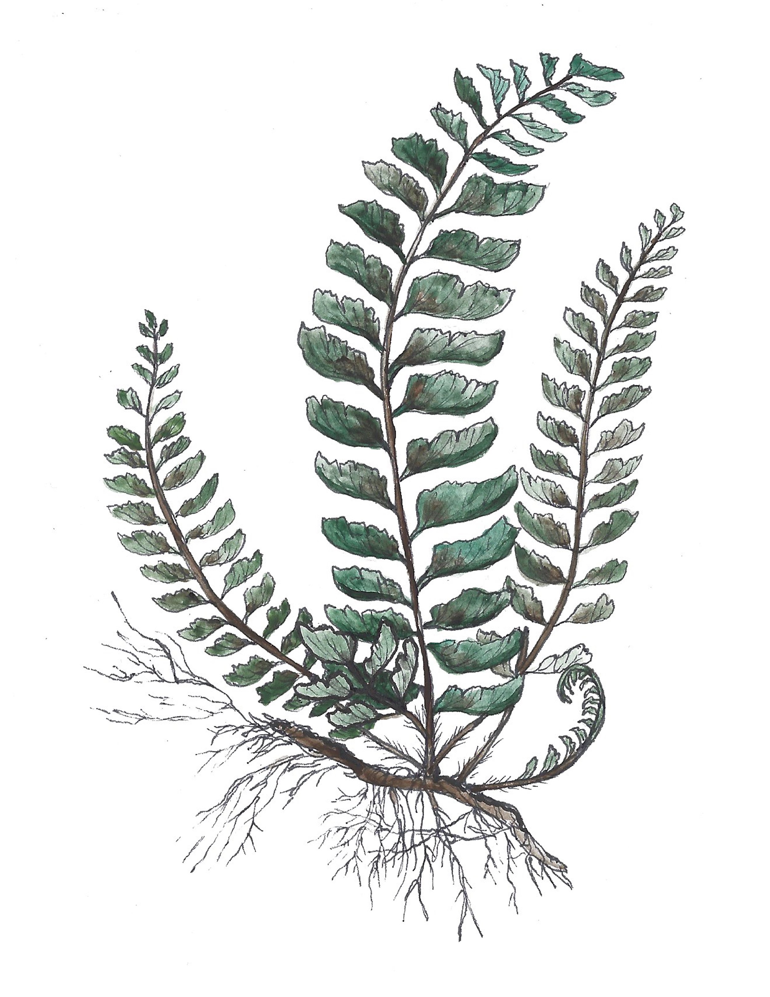 4 Fern 95 percent .jpg