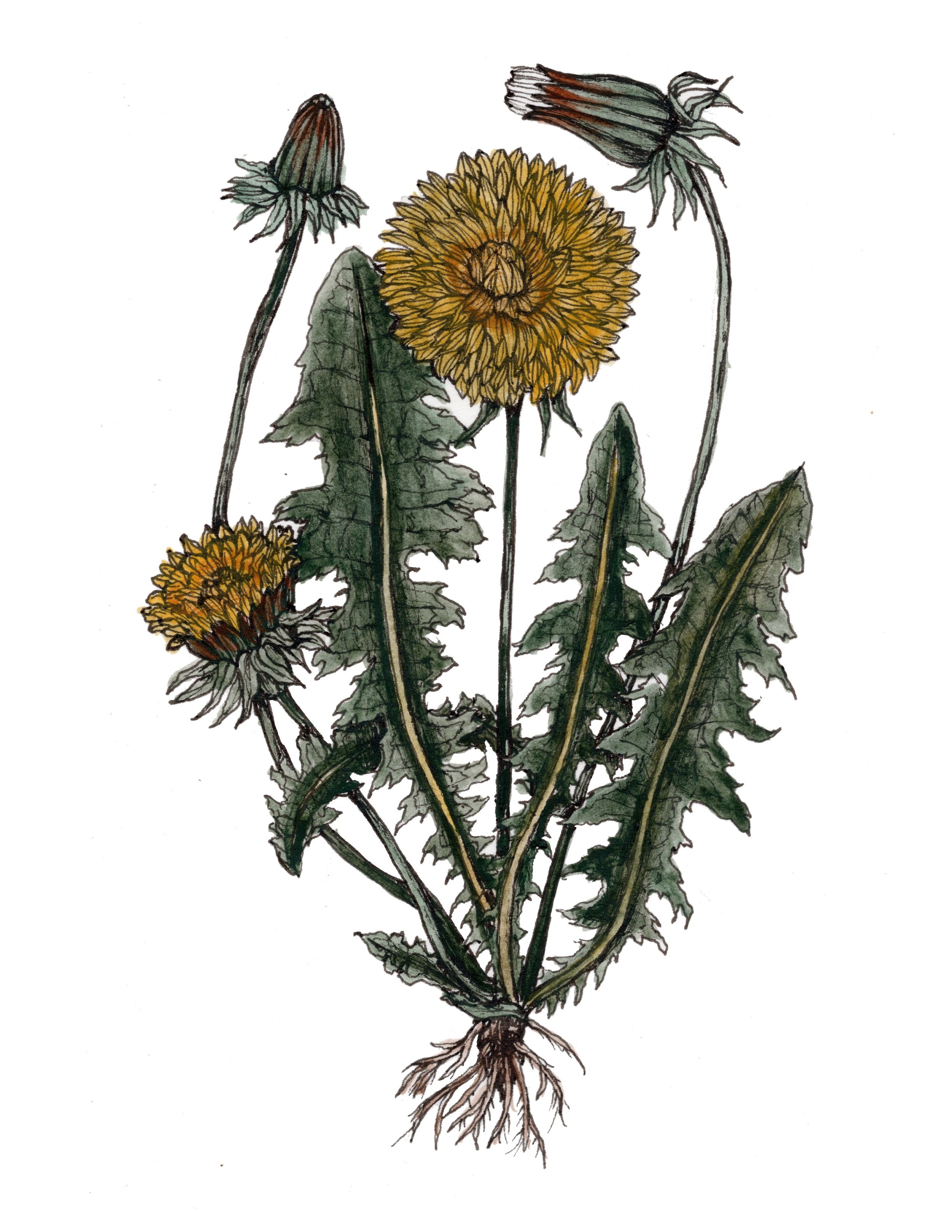 11 Flowers 95 percent .jpg