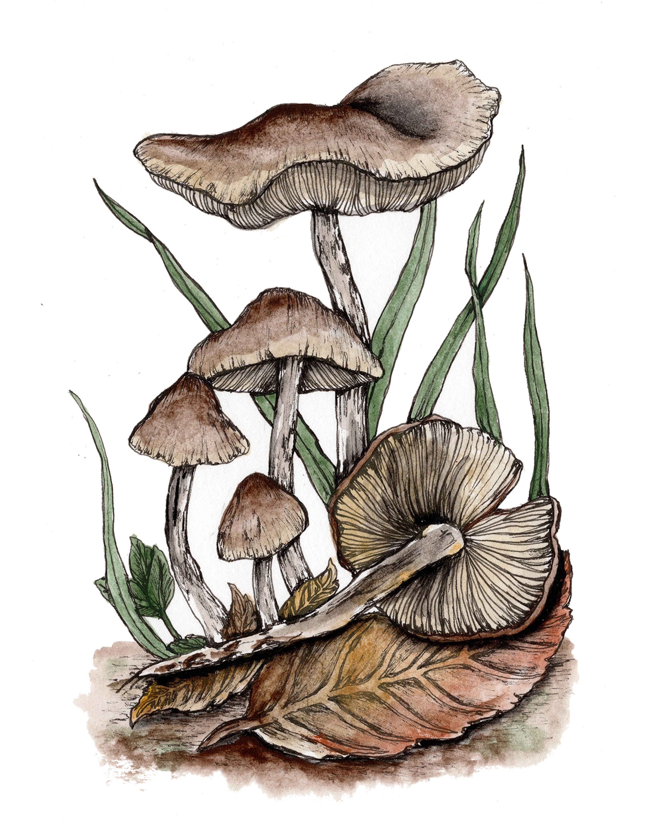 3 Mushroom 95 percent .jpg