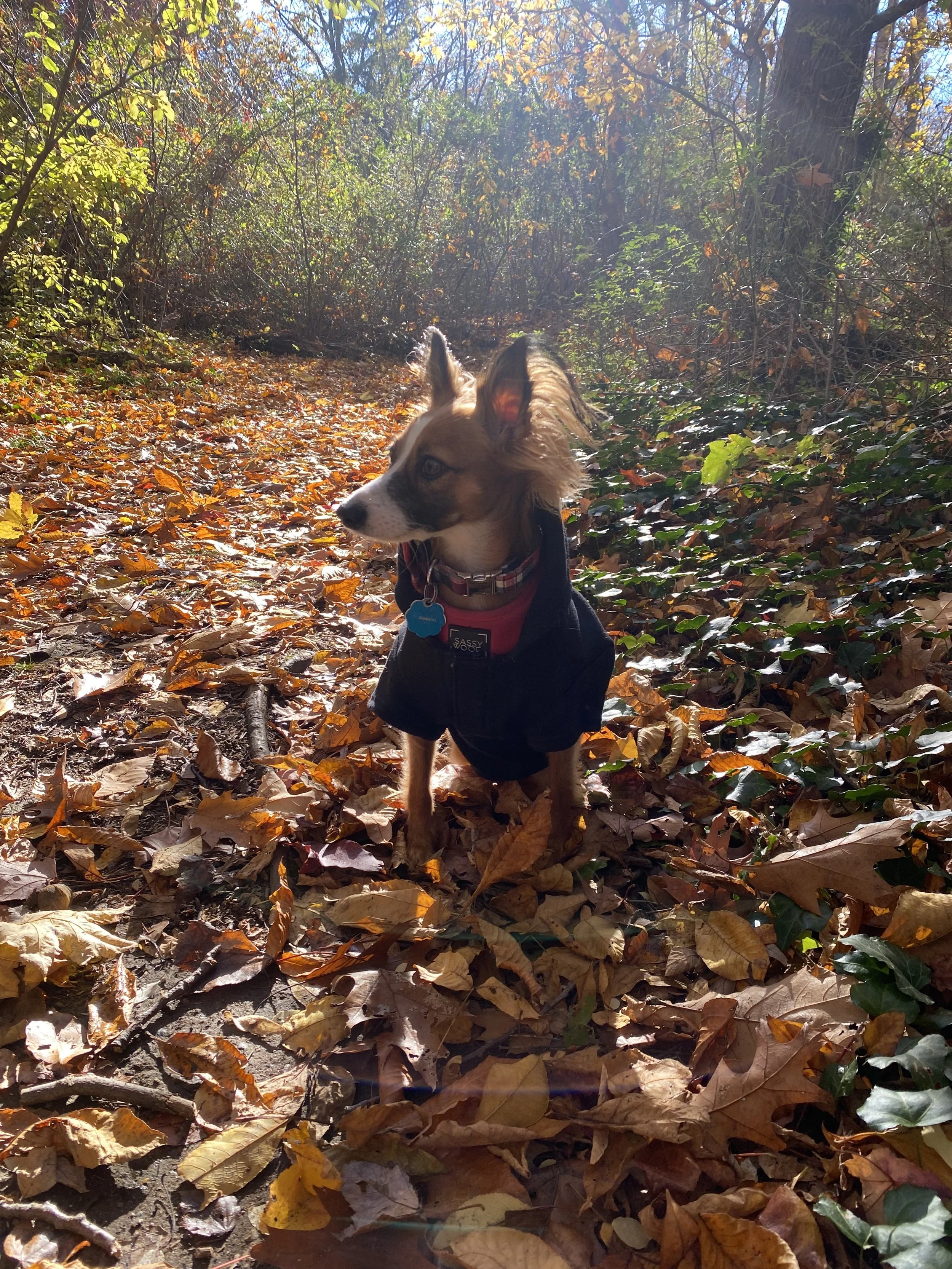 Outside &amp; Loving It: The 5 Best Parks in Port Washington, NY