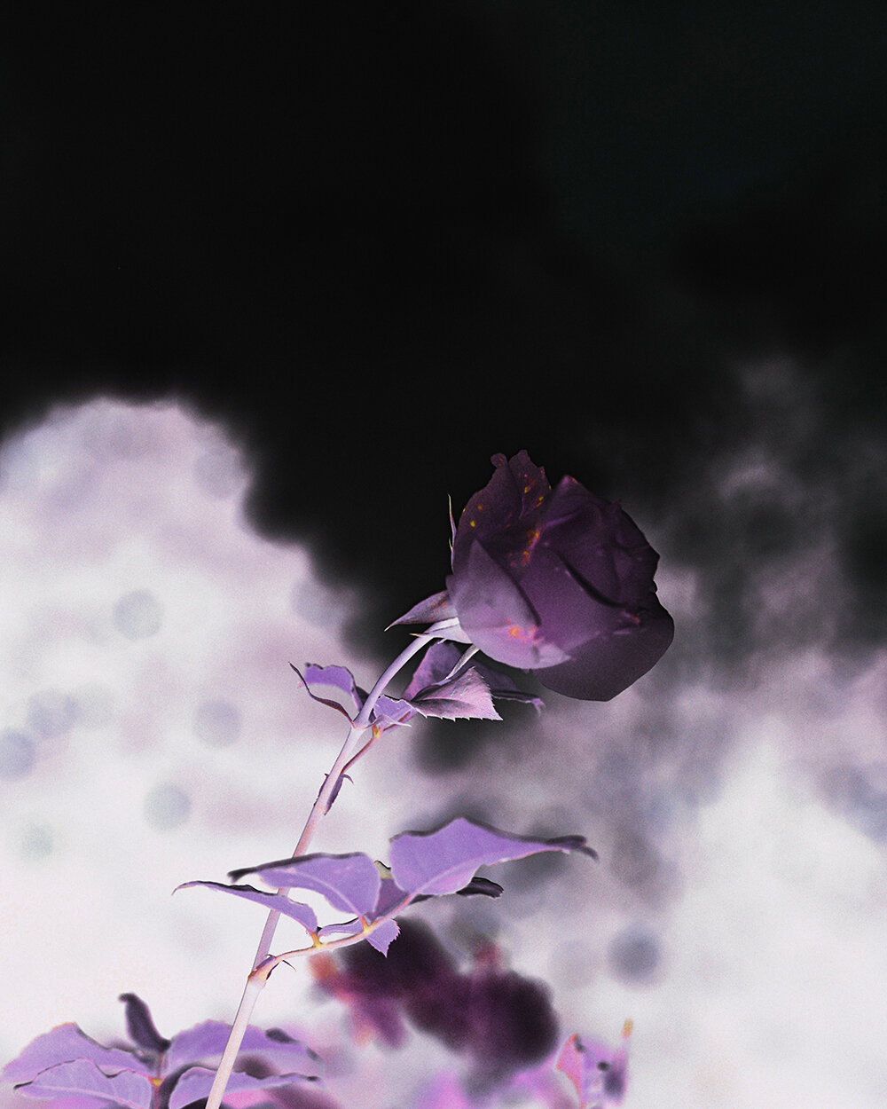 resizedInfrared flower_ copy.jpg