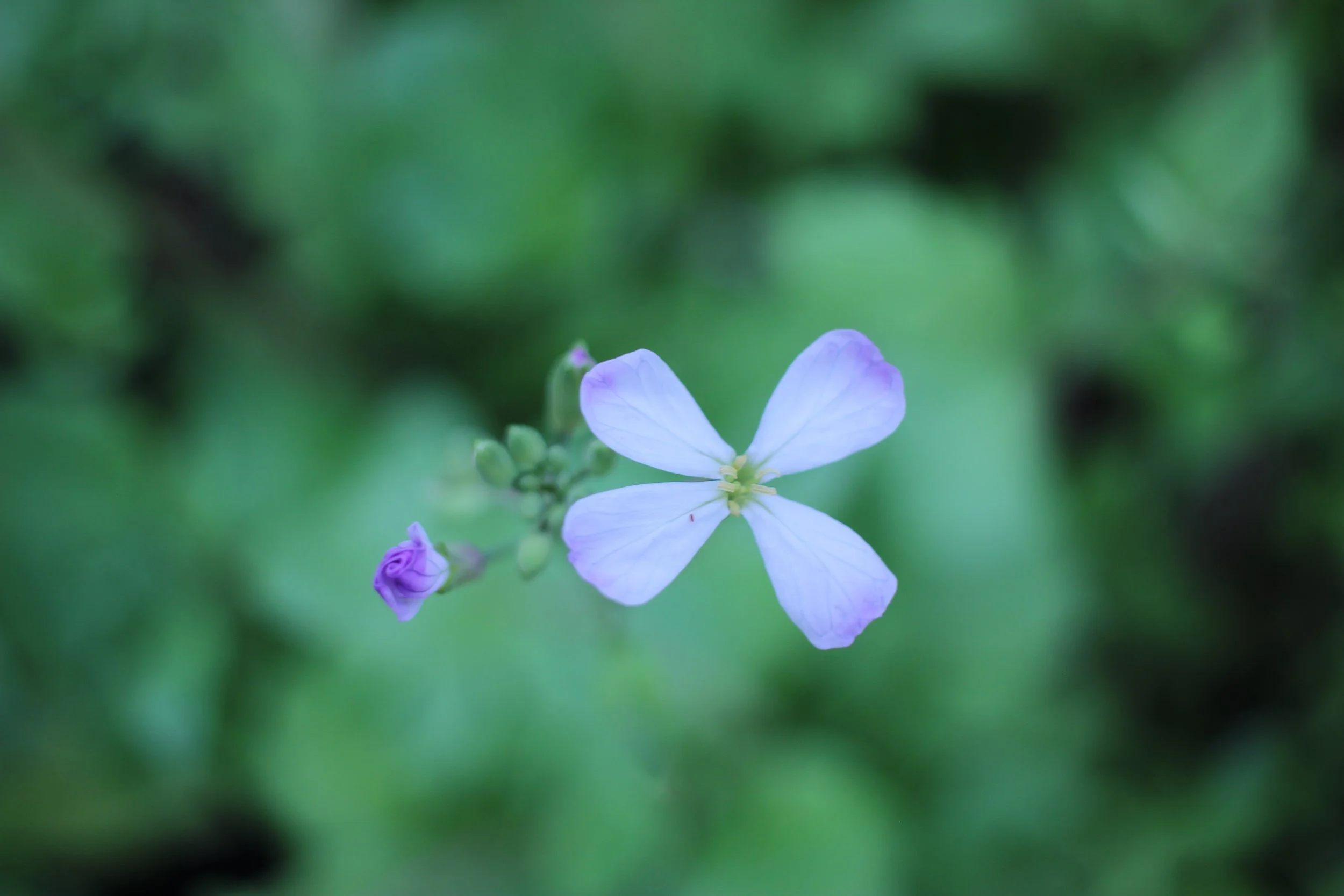 Mantra Yoga Workshop: Exploring the Gayatri Mantra