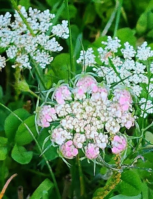 Tuesday Evening  Continuing Yoga                  for Seasoned Practitioners