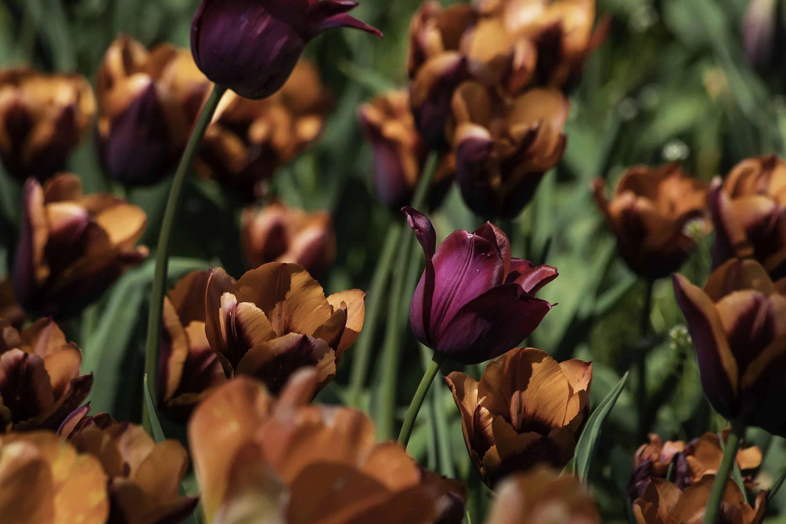 Magenta:SlawaTulip.jpg