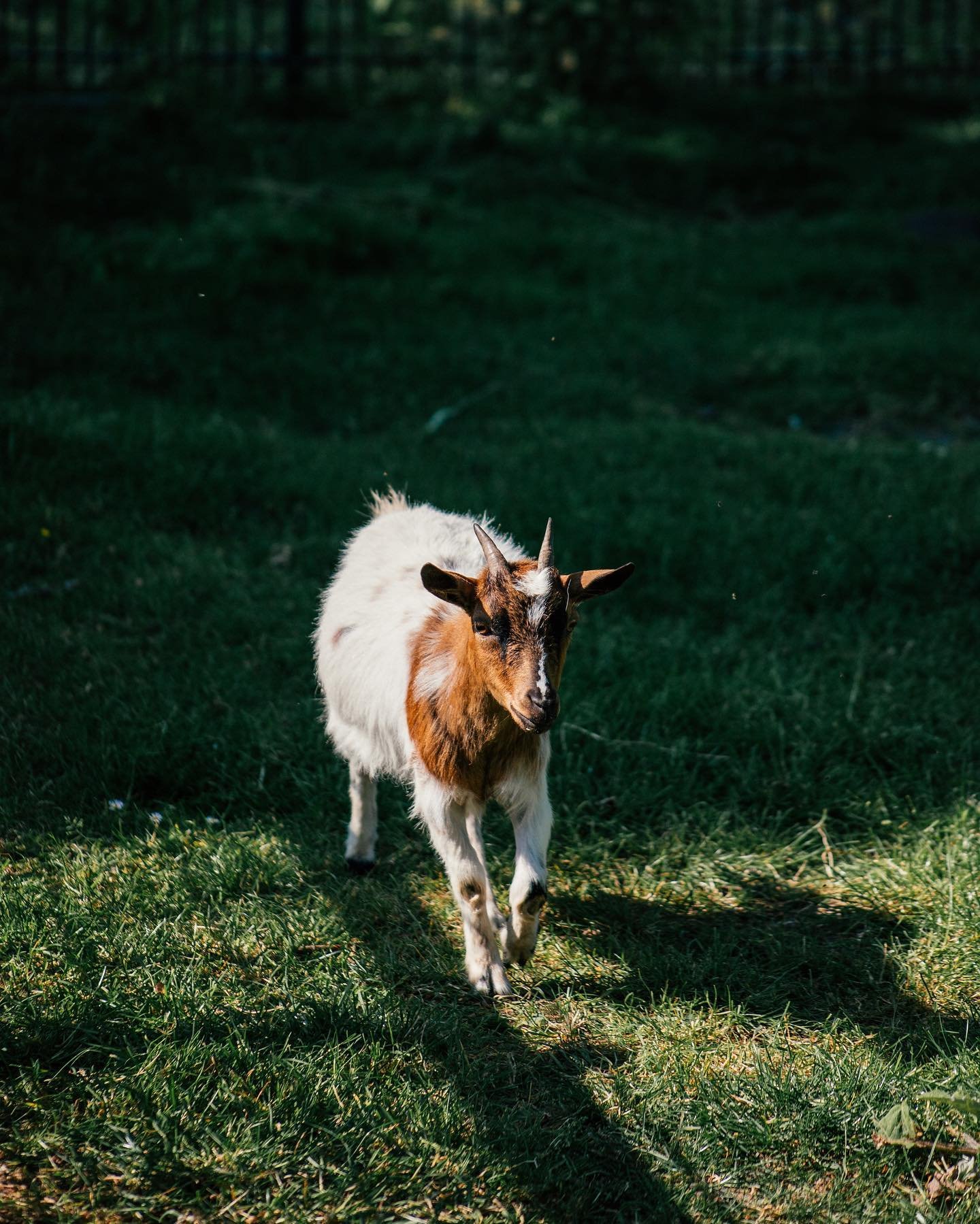 Farm babies