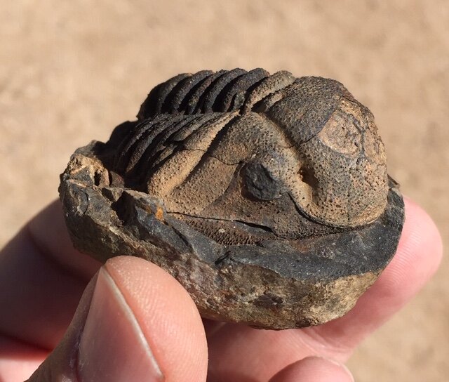 Fossil trilobite Vogesina aspera Devonian Bolivia