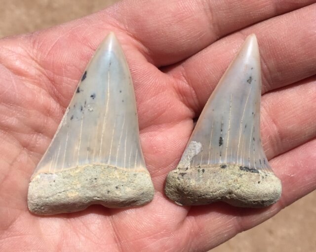 Carcharodon hastalis shark tooth fossil associated Great White Mako
