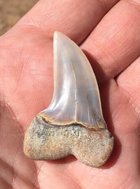 Fossil Sharktooth shark tooth Isurus planus 1.87" Miocene