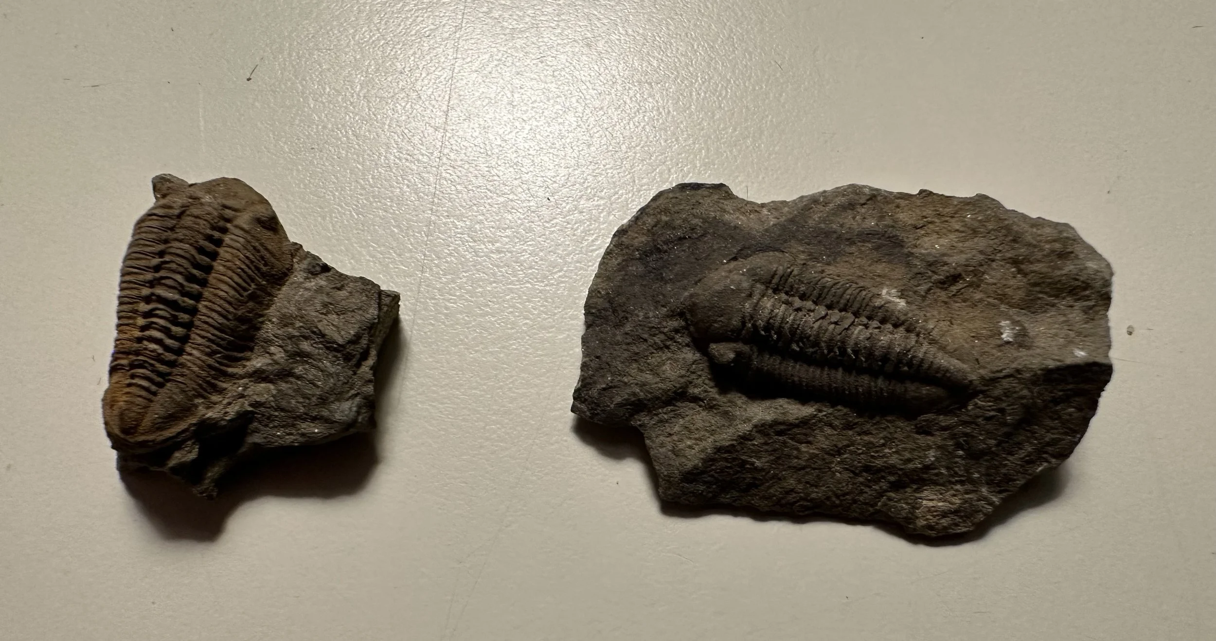 2x Rare trilobite Pennaia verneuili