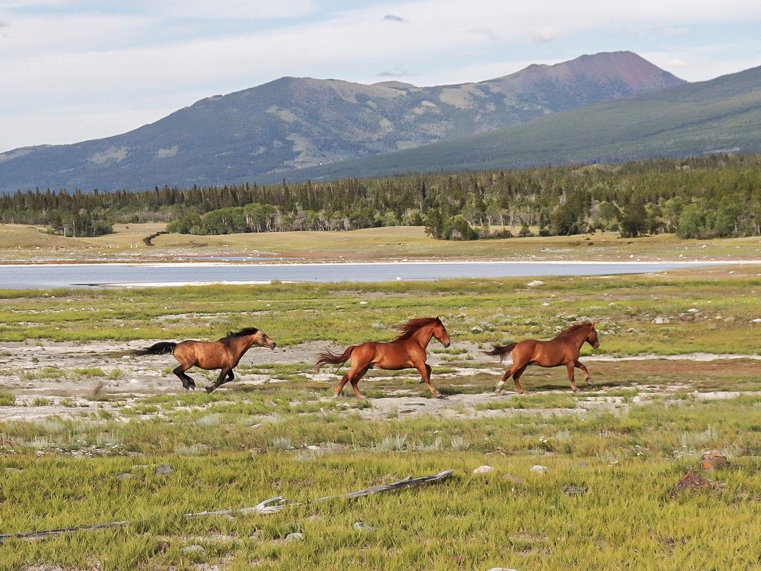 Wild Horse Viewing 