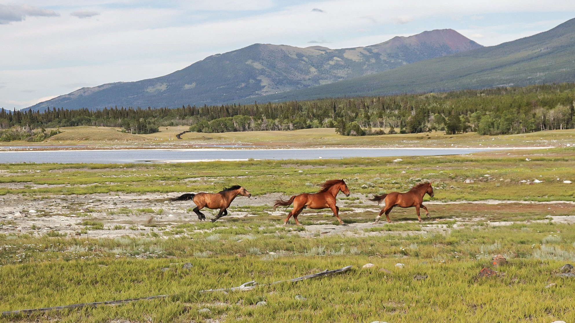 Wild Horses of Nemiah Valley