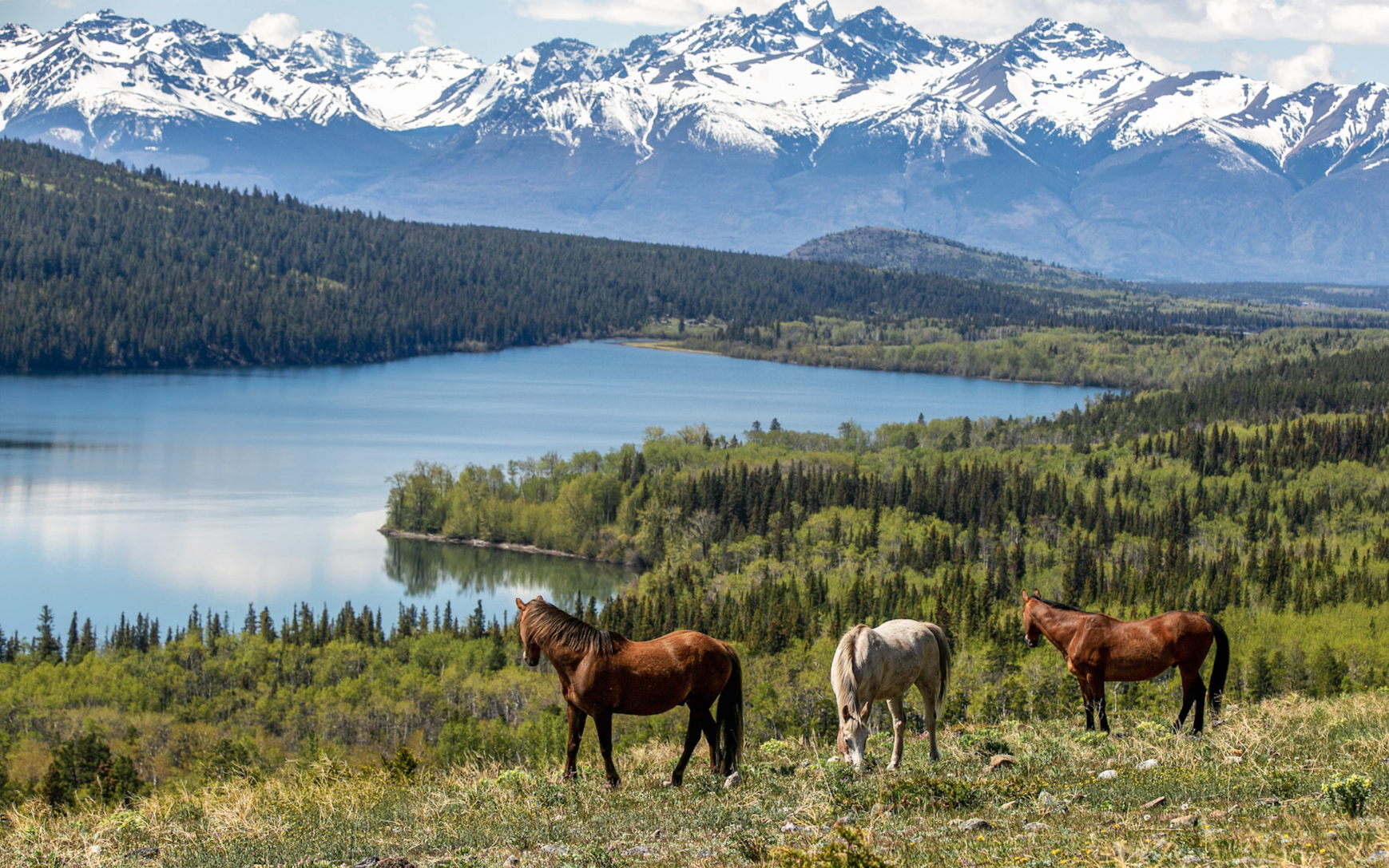 Horses on the Chilcotin Plateau