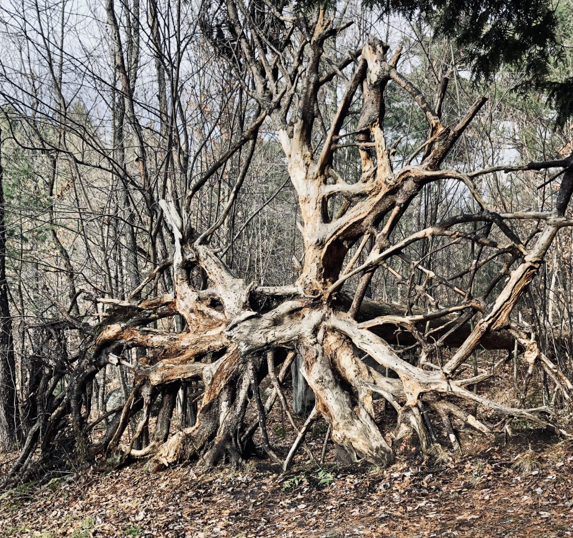 Essay Forms II | Saturdays April 18-May 23, 11 AM - 1 PM CST