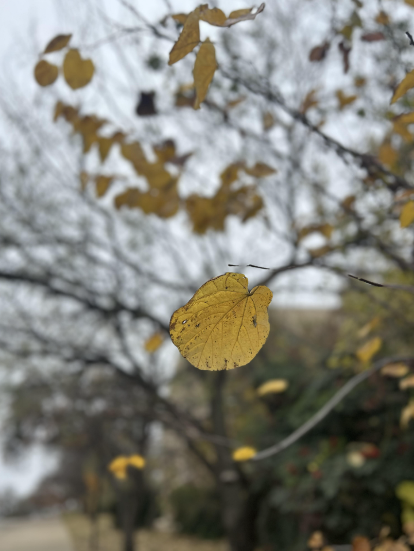 Screenshot 2026-02-25 at 5.15.02 PM.png