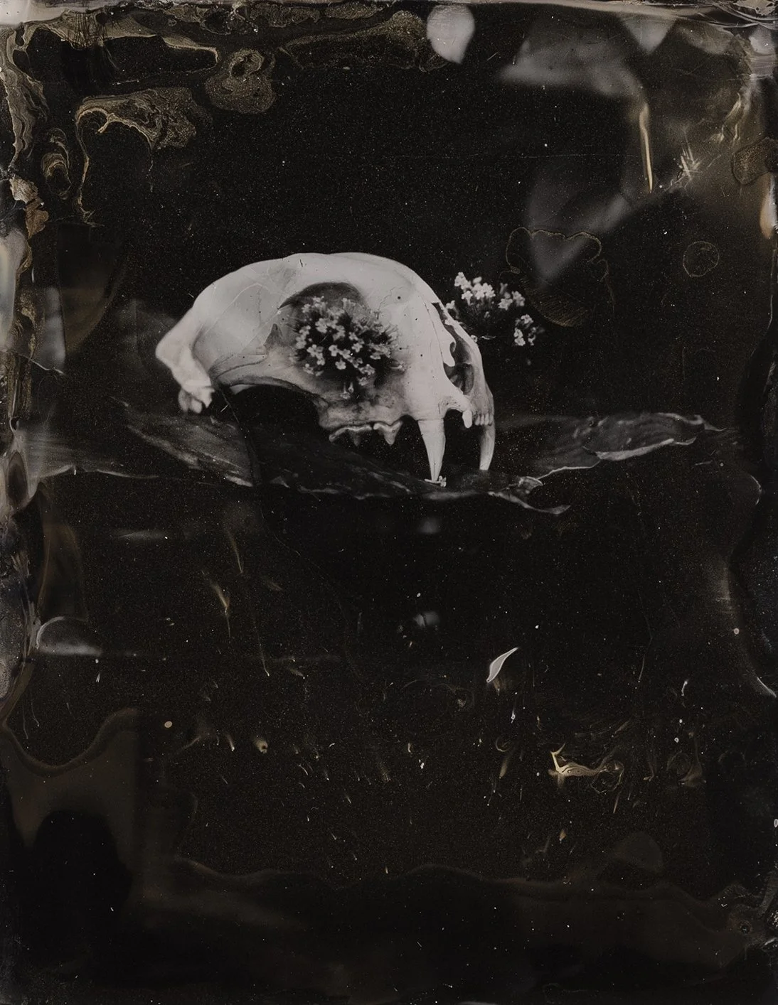 tintype skeleton skull.jpg