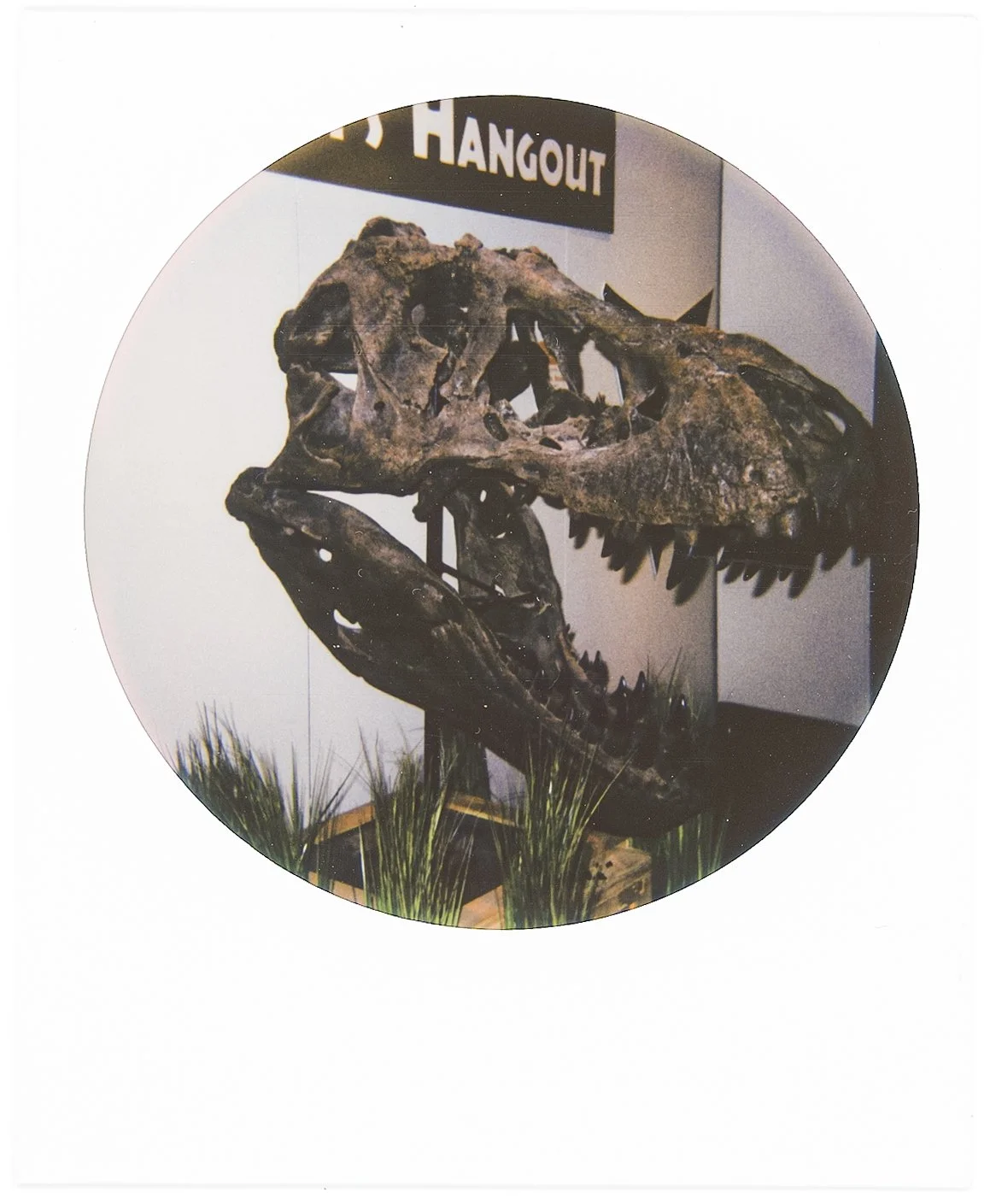 dino skull.jpg